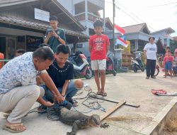 Biawak Pemangsa Hewan Peliharaan Warga Temindung Permai, Ditangkap!