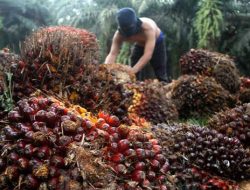 Disbun Kukar Aktifkan Program STD-B untuk Tingkatkan Kualitas Pertanian Sawit