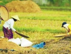 Didominasi Petani, Kelurahan Maluhu Kembangkan Sektor Pertanian