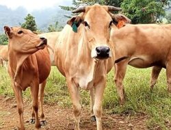 Sangasanga Siapkan Peternakan Sapi di Lahan Pasca Tambang