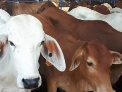 Bibit Ternak Unggul Dibagikan Distanak Kukar untuk Tingkatkan Jumlah Ternak