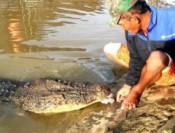 Legislator Kaltim Dorong Penanganan Buaya Riska untuk Pengembangan Wisata Konservasi