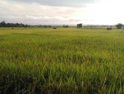 Pemkab Kukar dan UGM Kembangkan Pertanian Terintegrasi di Lima Desa di Tenggarong Seberang