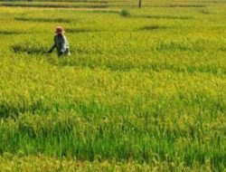 Bappeda Kukar dan UGM Kerjasama Riset Pertanian Terintegrasi Berbasis Kawasan