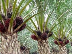 Targetkan 200 Pekebun Sawit Rakyat Dapat Sertifikat STDB Oleh Disbun Kukar