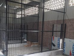 Ganas! Pria di Samarinda Tewas Diterkam Harimau