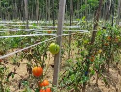 Desa Purwajaya: Transformasi Menuju Pertanian dan Peternakan Futuristik