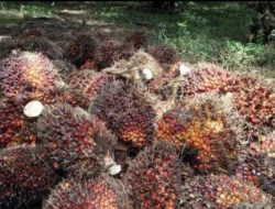 Kukar Dorong Produktivitas Perkebunan Melalui Bantuan ke Kelompok Tani