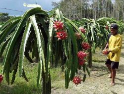 Panen Buah Naga Melimpah di Loa Janan Kukar Sepanjang Tahun
