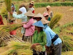 Petani Milenial, Upaya Desa Loh Sumber Sinergi Perkuat Ketahanan Pangan