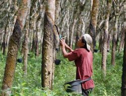 BUMDes Bana Nusa Raih Sukses di Perkebunan Karet, PADes Desa Perangat Selatan Naik