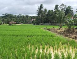 Peningkatan Infrastruktur Pertanian di Penajam Paser Utara dan Paser Diperlukan