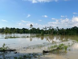 Banjir Rusak Tambak, Kades Ponoragan Minta Pemkab Bantu Induk Ikan Unggul