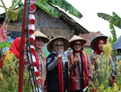Disbun Kukar Dorong Pengembangan Kopi dan Kakao, Libatkan Kelompok Wanita Tani