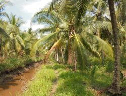 Disbun Kukar Hadapi Tantangan Pengembangan Kelapa Dalam di Pesisir