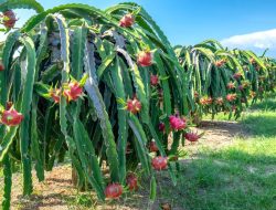 Disbun Kukar Tegaskan Komitmen Dorong Perkebunan Rakyat Lewat Mekanisme Terstruktur
