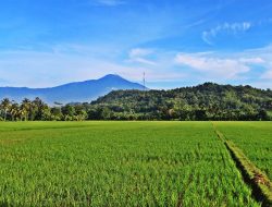 Kades Rapak Lambur Terapkan Pola Tiga Kali Panen, Dorong Optimalisasi Lahan Pertanian