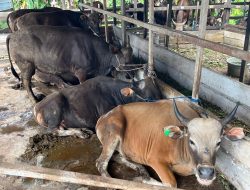 Pemkab Kukar Salurkan 152 Sapi Kurban, Prioritaskan Tempat Ibadah yang Belum Pernah Terima Bantuan