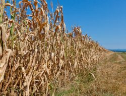 Waspada Musim Kemarau, BPBD Kukar Minta Warga Bijak Kelola Air dan Cegah Karhutla