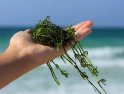 Samboja Gencar Kembangkan Budidaya Rumput Laut dan Ekowisata Bahari