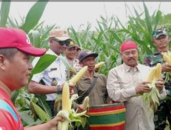 Pemkab Kukar Dorong Produktivitas Petani Lewat Panen Jagung dan Ikan di Maluhu
