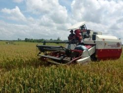 Kukar Sumbang 40 Persen Produksi Padi Kaltim, Beras Lokal Jadi Primadona Pasar