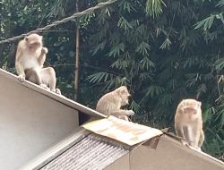 Keseimbangan Ekologi Diuji, Lahan Tidur di Kelurahan Maluhu Bangkit Tapi Monyet Liar Menyerbu