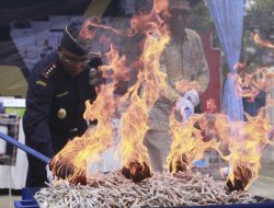 Bea Cukai Samarinda Musnahkan Rokok dan Miras Ilegal, Potensi Kerugian Negara Capai Rp2,1 Miliar